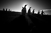 King penguins at sunset to Kerguelen islands