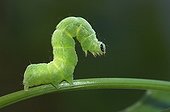 Cabbage Moth caterpillar on stem Pontevedra Spain