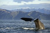 Sperm Whale tail fluke New Zealand