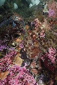 Pacific Giant Octopus hides in crack on colorful reef Canada