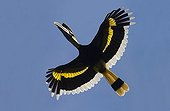Great Hornbill in flight Sri PhangNga National Park Thailand