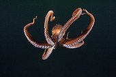 Pacific Giant Octopus swimming British Colombia Canada