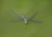 Emperor Dargonfly in flight in Sussex County United Kingdom