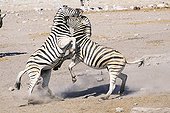 Fight Zebras Etosha NP in Namibia