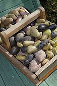 Basket of different varieties of potatoes France 