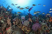 Brown Chromis above coral reef Dominica Caribbean Sea