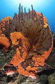 Golden Crinoid on Sponges Dominica Caribbean Sea