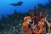 Scuba diver swiming over Coral Reef and Sponges Dominica
