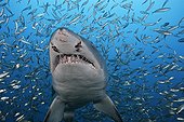 Sand Tiger Shark and Baitfishes North Carolina USA ; Note parasitic copepods on snout.