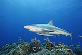 Carribean Reef Shark swimming above reef Bahamas
