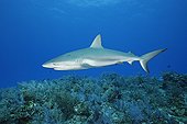 Carribean Reef Shark swimming above reef Bahamas
