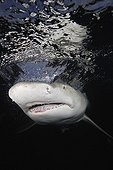 Portrait of a lemon shark beneath the surface Bahamas