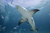 Lemon shark swimming below the surface Bahamas 