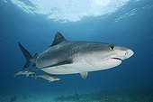 Lemon shark swimming below the surface Bahamas 