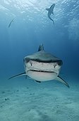 Tiger shark swimming above sandy bottom Bahamas 