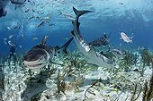 Tiger sharks swimming above sandy bottom Bahamas 