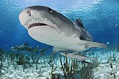 Tiger shark swimming above sandy bottom Bahamas 