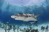Lemon shark swimming above sandy bottom Bahamas 