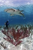 Lemon shark swimming above sandy bottom Bahamas 