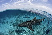 Lemon shark swimming above sandy bottom Bahamas 