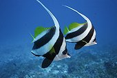 Longfin Bannerfishes Kiribati Pacific Ocean