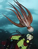Pacific Giant Octopus interacts with scuba diver Canada