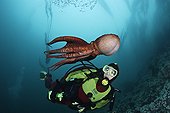 Pacific Giant Octopus interacts with scuba diver Canada
