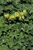 Dwarf lady's-mantle in bloom