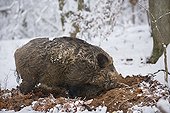 Boar in the snow looking for food France