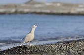 Glaucous Gull shouting on a beach Japan