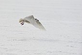 Glaucous gull flying over the ice Japan