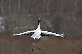 Red-crowned Crane about to land Hokkaido Japan