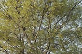 Crown of europan Hackberry in the spring France