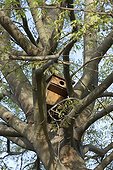 Nest box in the branches of an europan hackberry France 