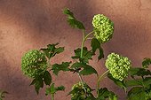 'Annabelle' smooth hydrangea in bloom in a garden France