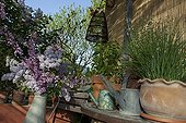 Bouquet and aromatic plants on a garden terace in France ; Bouquet of Snowball bush, Lilac and Judas trees. 