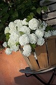 Bouquet of flowers of snowball bush in a basket France
