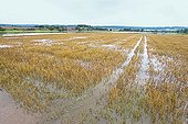 Oat field flooded by the river Seille in spring France
