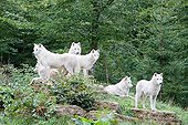 Pack of White Wolves on a rocky promontory France