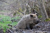 Sanglier se baignant dans sa souille France