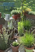 Aromatic plants cultivated in pots France