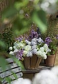 Bouquet of flowers of snowball bush and lilac in a basket