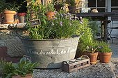 Herbs plants in a basine with slate signs France