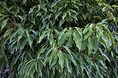 Foliage of Camphor tree in a park of Nantes France ; Plant native to China and Japan 