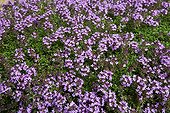 Wild thyme in bloom in a park of Nantes France