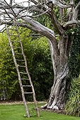 Wood ladder on a dead tree in a park of Nantes France