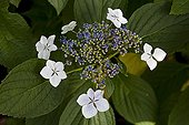 Flowers of Hydrangea in a park of Nantes France ; Plant native from China 