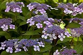'Juno Plat bleu' Hydrangea in bloom Nantes France