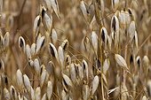 Panicle of Oats in a field Limousin France 