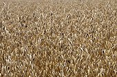 Field of Oats in the spring in the Limousin France 
